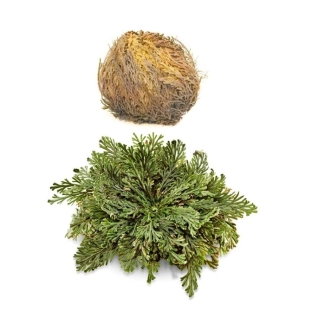 El Compra Йерихонска роза, 1 бр х 100 g